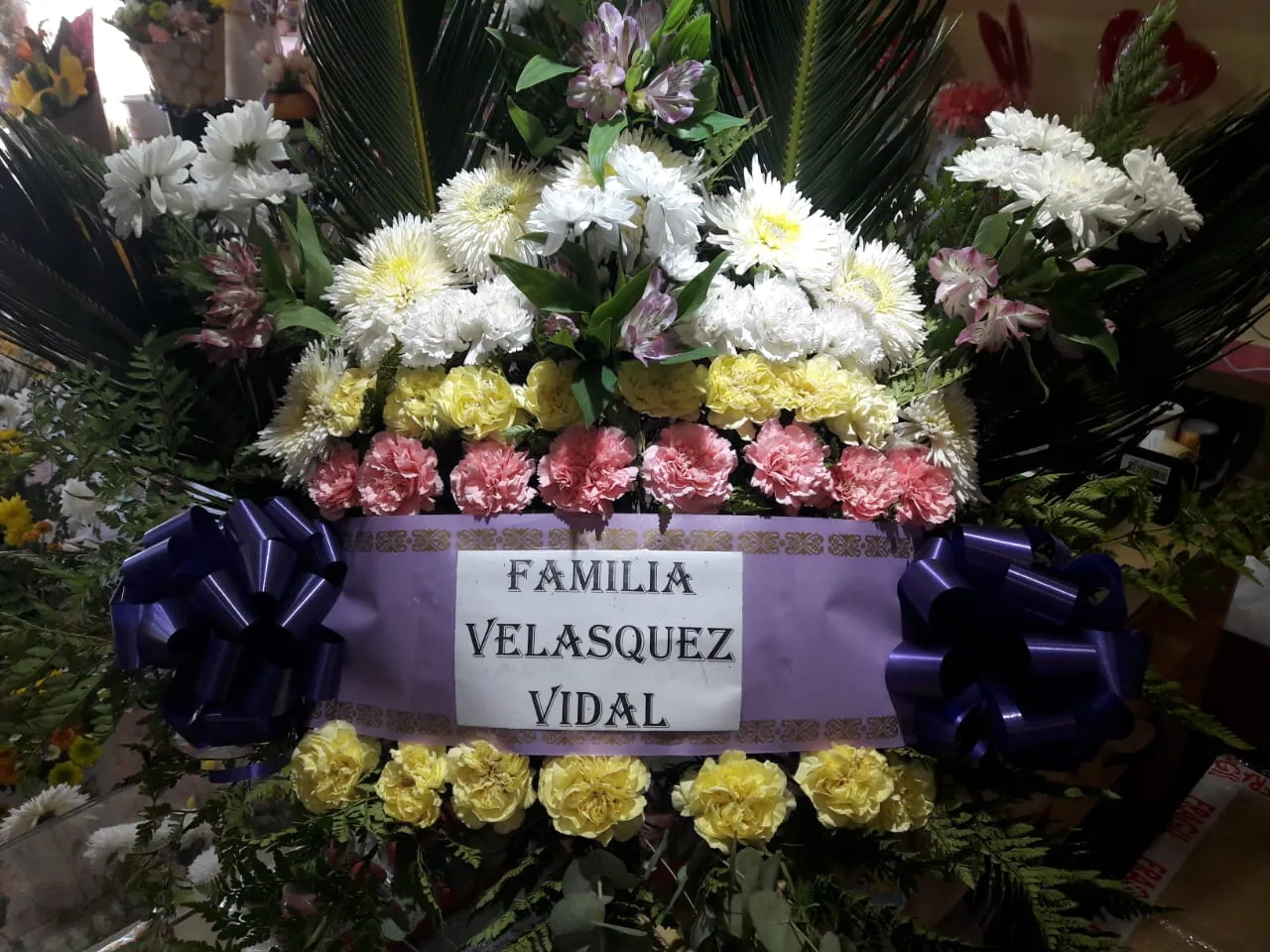 Palma chica
